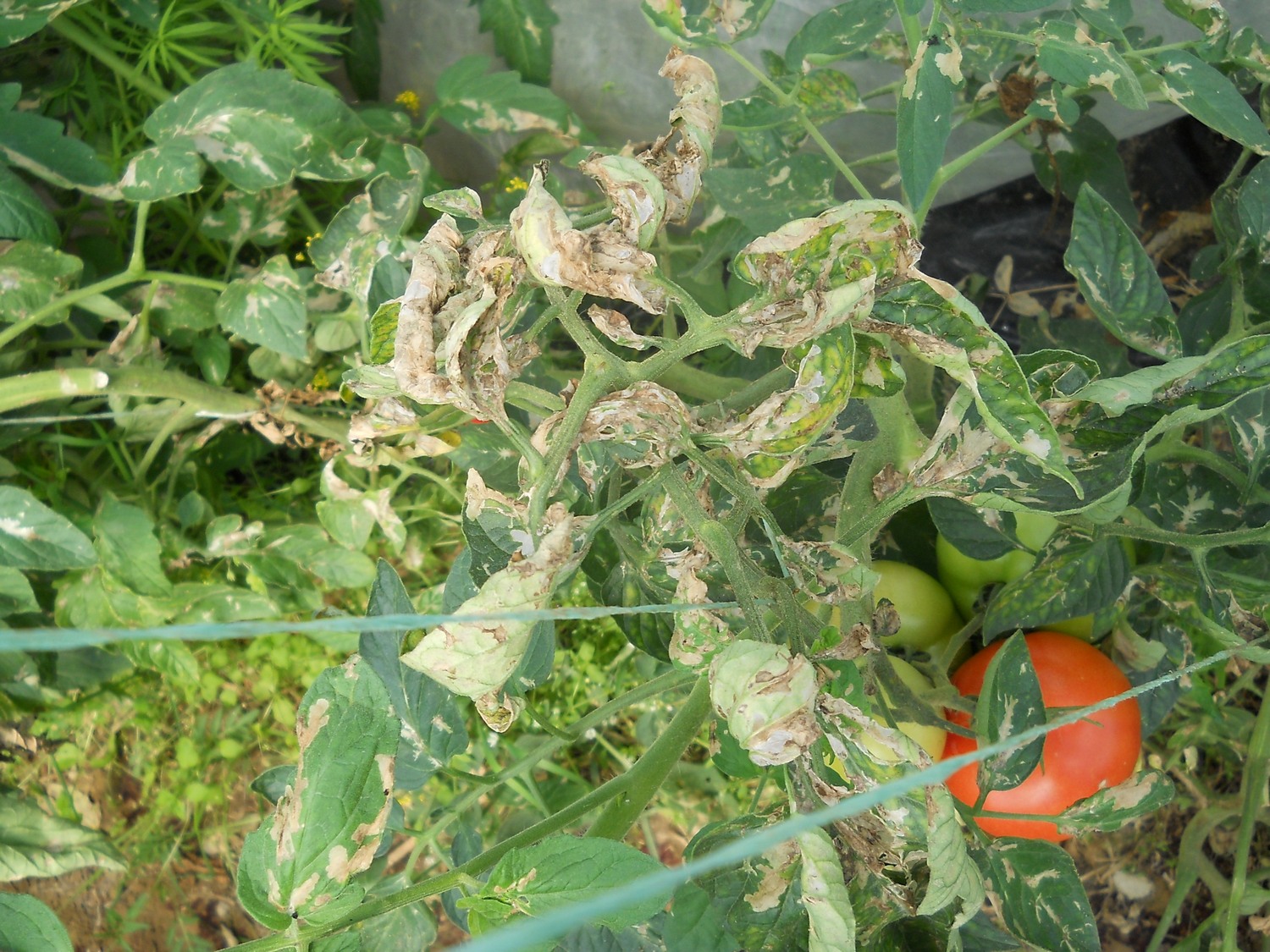 Moljac paradajza (Tuta absoluta) 002.JPG